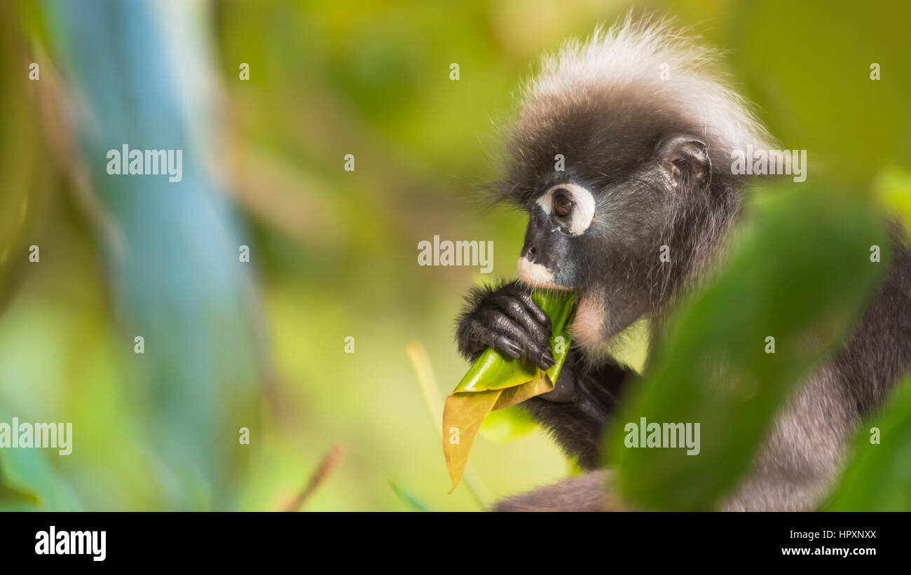 Die düsteren Languren oder brillentragende Leaf Monkey, Stockfoto