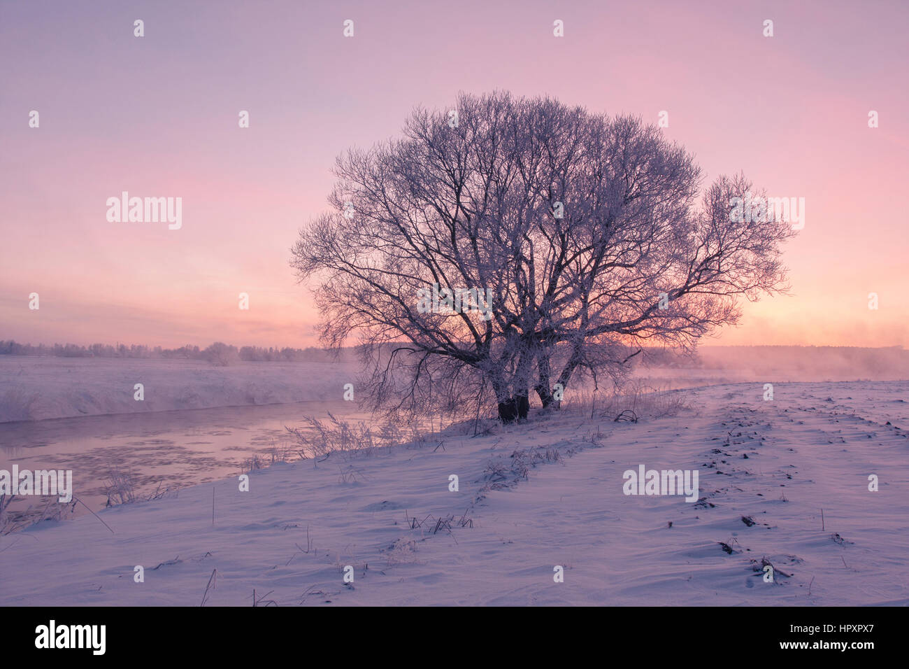 Frostigen Winter Baum in der Morgensonne Stockfoto