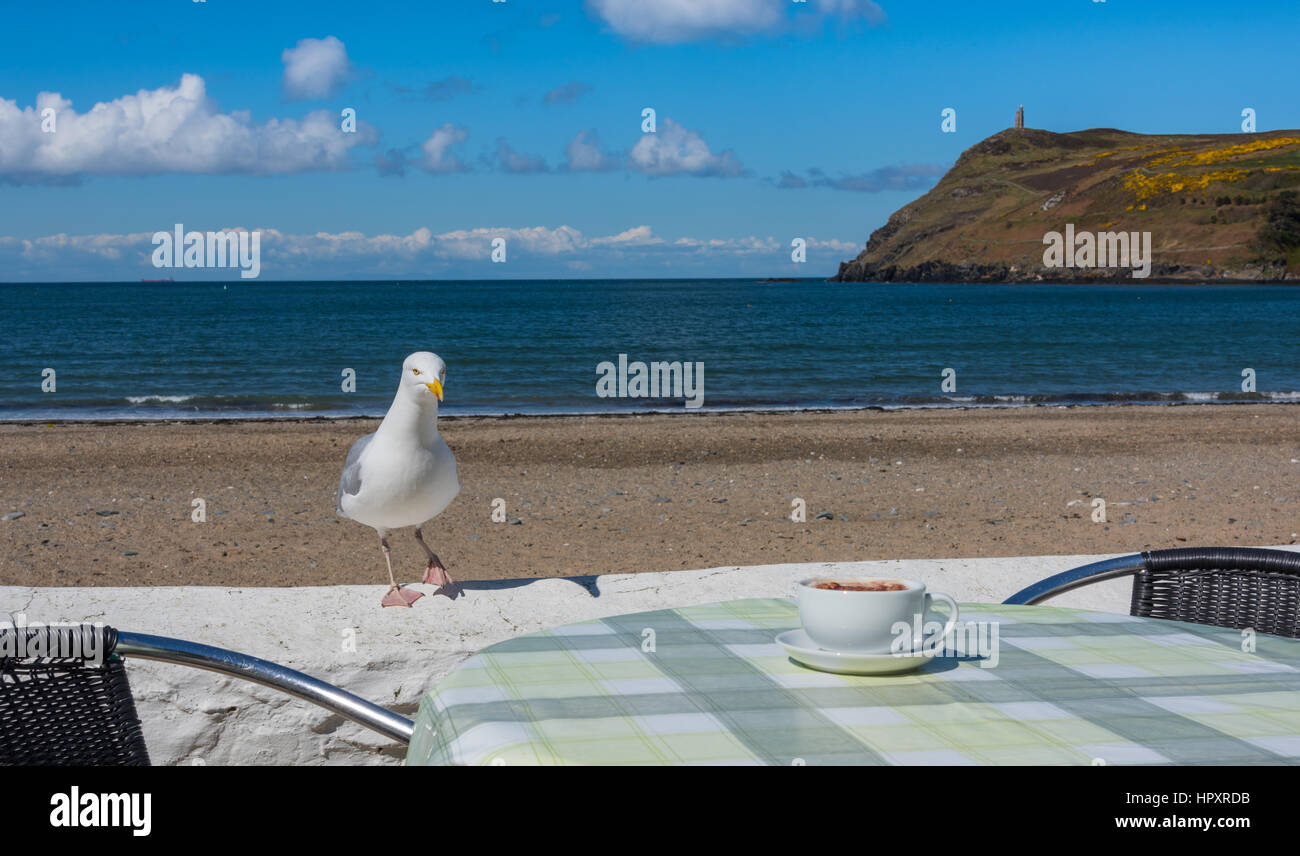 Silbermöwe mit Cappuccino. Stockfoto