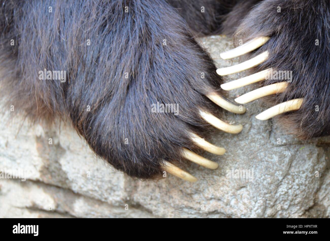 Grizzlybär Krallen Stockfoto