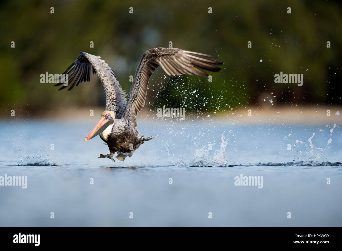 Ein brauner Pelikan verläuft über der Oberfläche des Wassers während eines Abzweigs Spritzwasser überall. Stockfoto