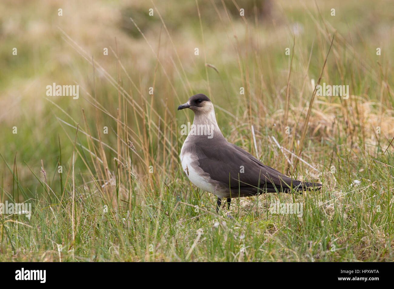 Arktisches Skua; Stercorarius Parasiticus Licht Einheitsformular Schottland; UK Stockfoto