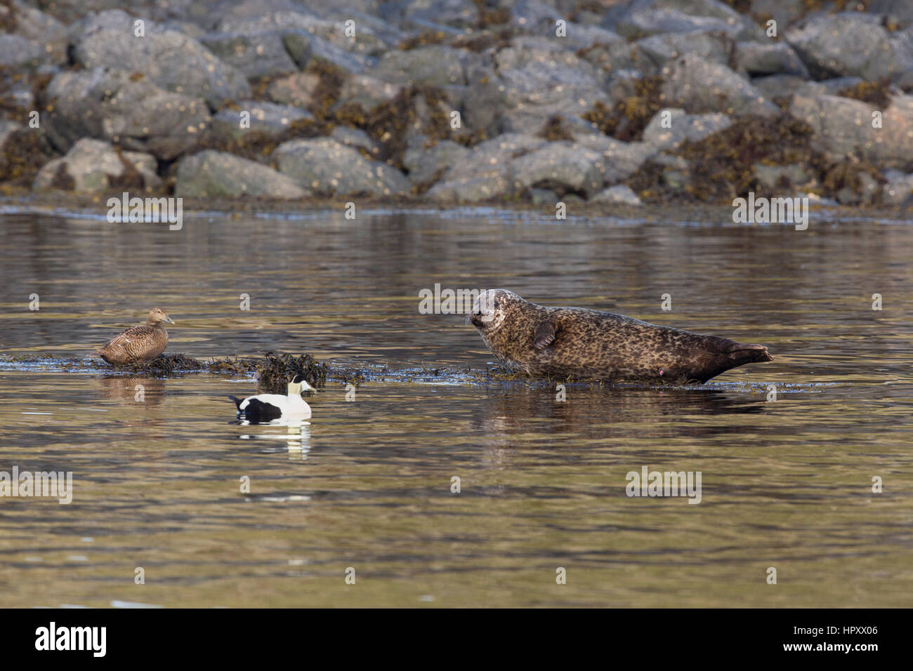 Seehunde; Phoca Vitulina Single auf Felsen mit Eiderente Schottland; UK Stockfoto