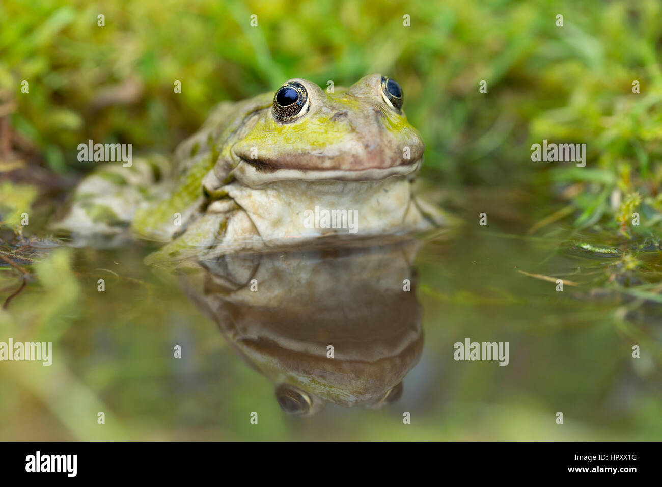 Marash Frog; Außer Ridibundus Single im Wasser UK Stockfoto