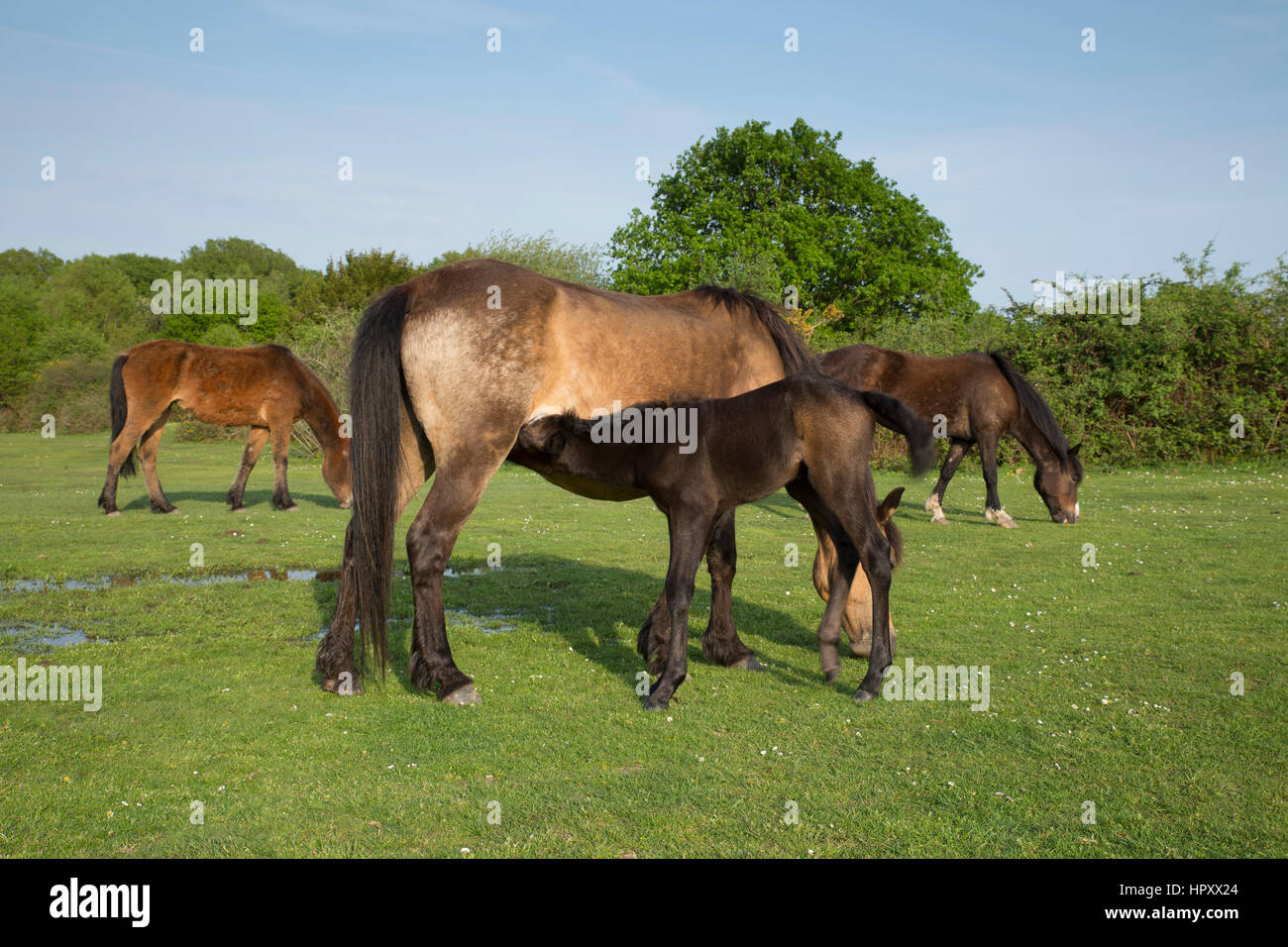 New Forest Pony und Fohlen säugen; Hampshire; UK Stockfoto