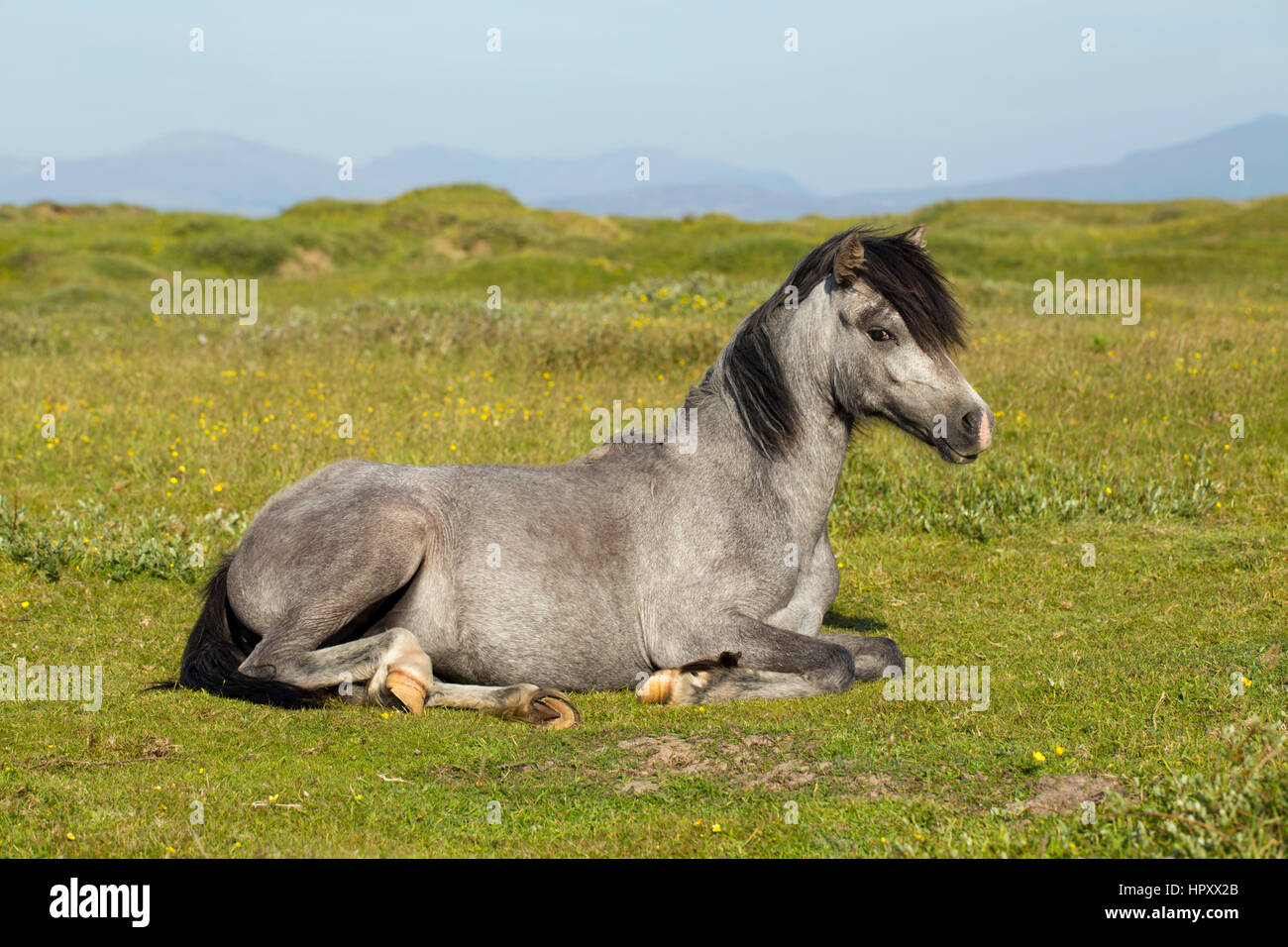 Newborough Warren; Pferd; Anglesey; Wales; UK Stockfoto
