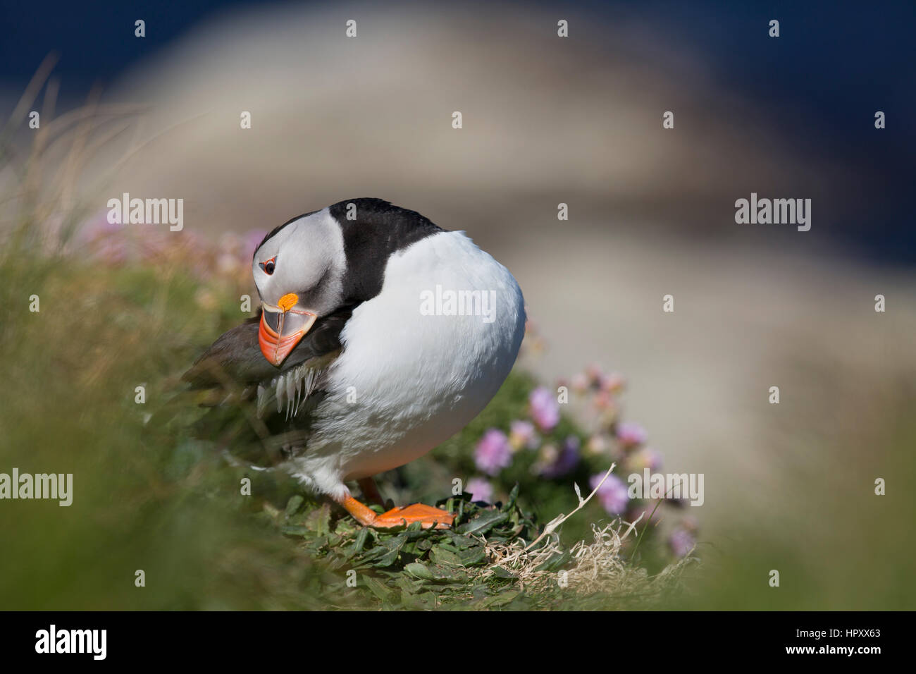 Papageientaucher; Fratercula Arctica einzelne putzen Orkney; UK Stockfoto