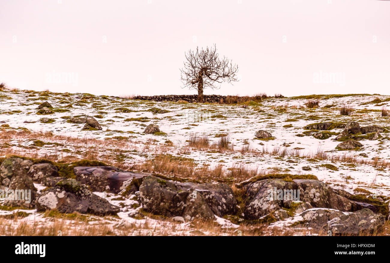 Der Baum ist am oberen Rand eine stoney, Ernte oder Hügel im Winter mit leichten Schnee auf dem Boden. Der Baum hat ein verwahrloster aussehen keine Wolken am Himmel Stockfoto