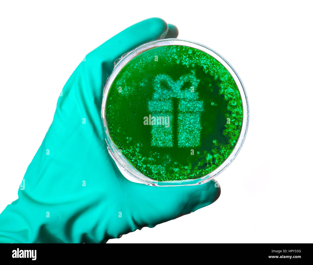 Ein Wissenschaftler halten eine Petrischale mit Keimen in Form eines Geschenks. (Serie) Stockfoto