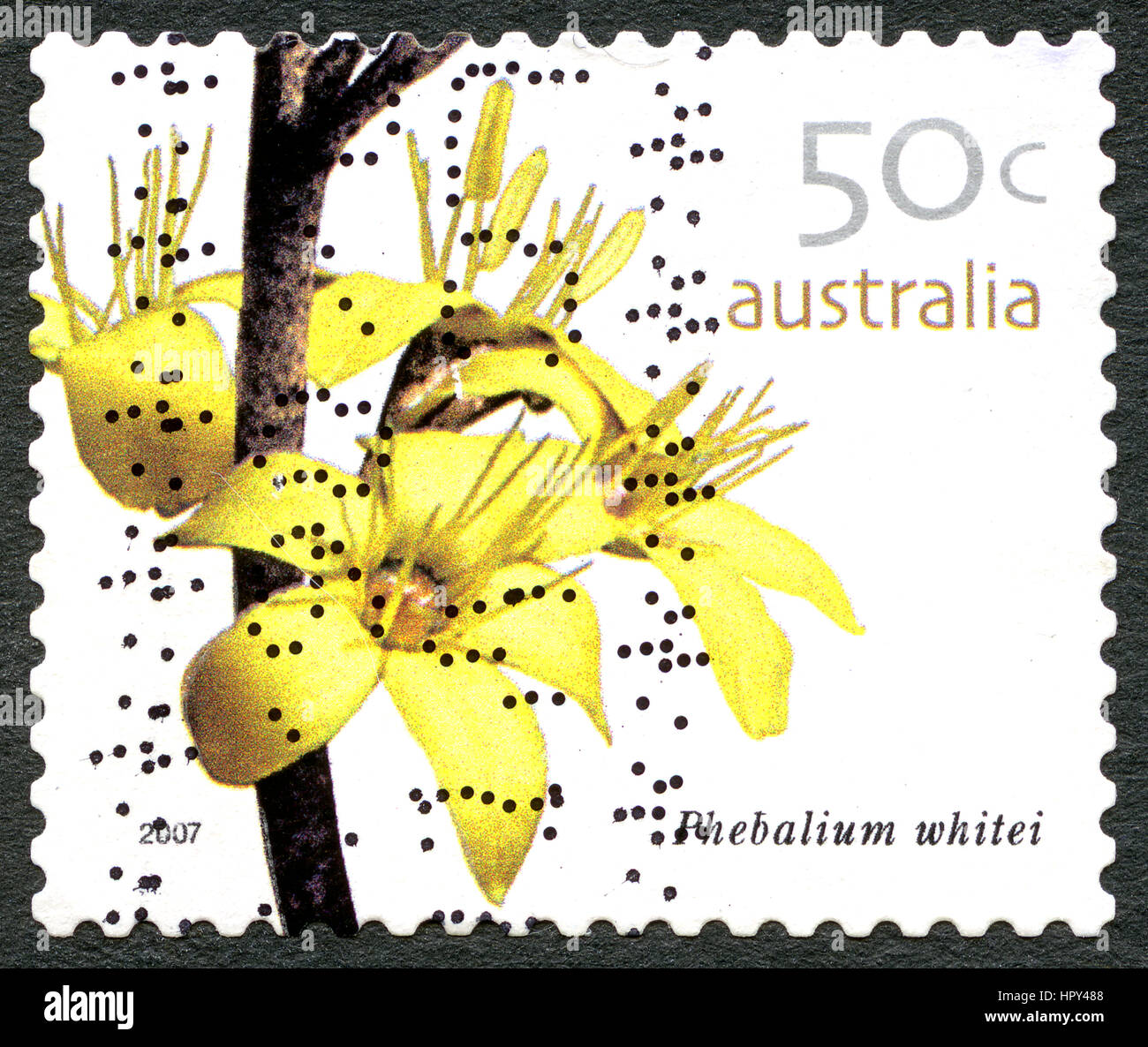 Australien - CIRCA 2005: Eine gebrauchte Briefmarke aus Australien, ein Bild einer Phebalium Whitei Blume, ca. 2005. Stockfoto