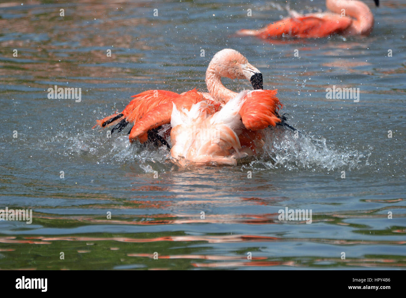 Chilenische Flamingo planschen im Wasser im Slimbridge Wetland Centre, Gloucestershire Stockfoto