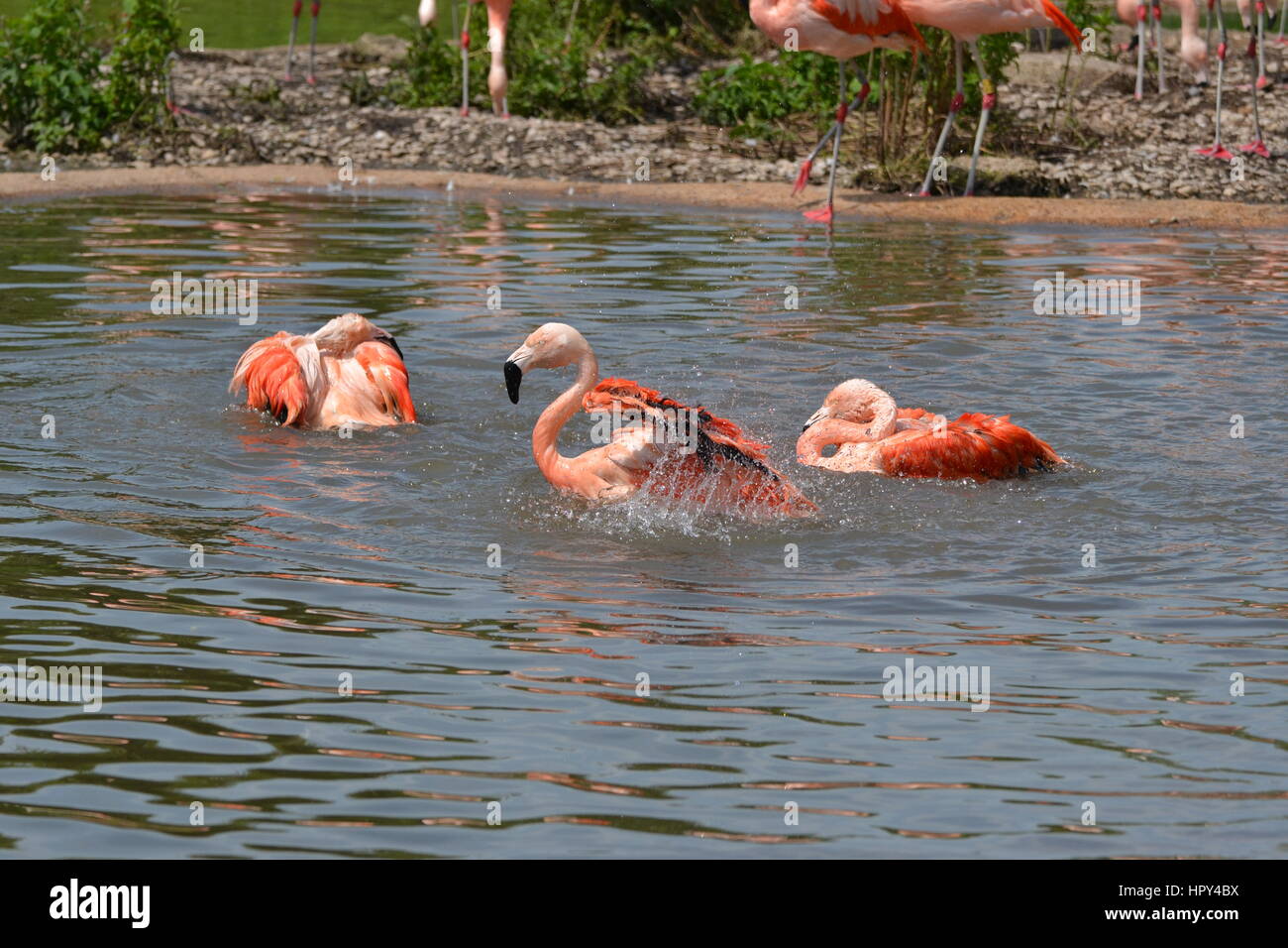 Chilenische Flamingos, planschen im Wasser im Slimbridge Wetland Centre, Gloucestershire Stockfoto