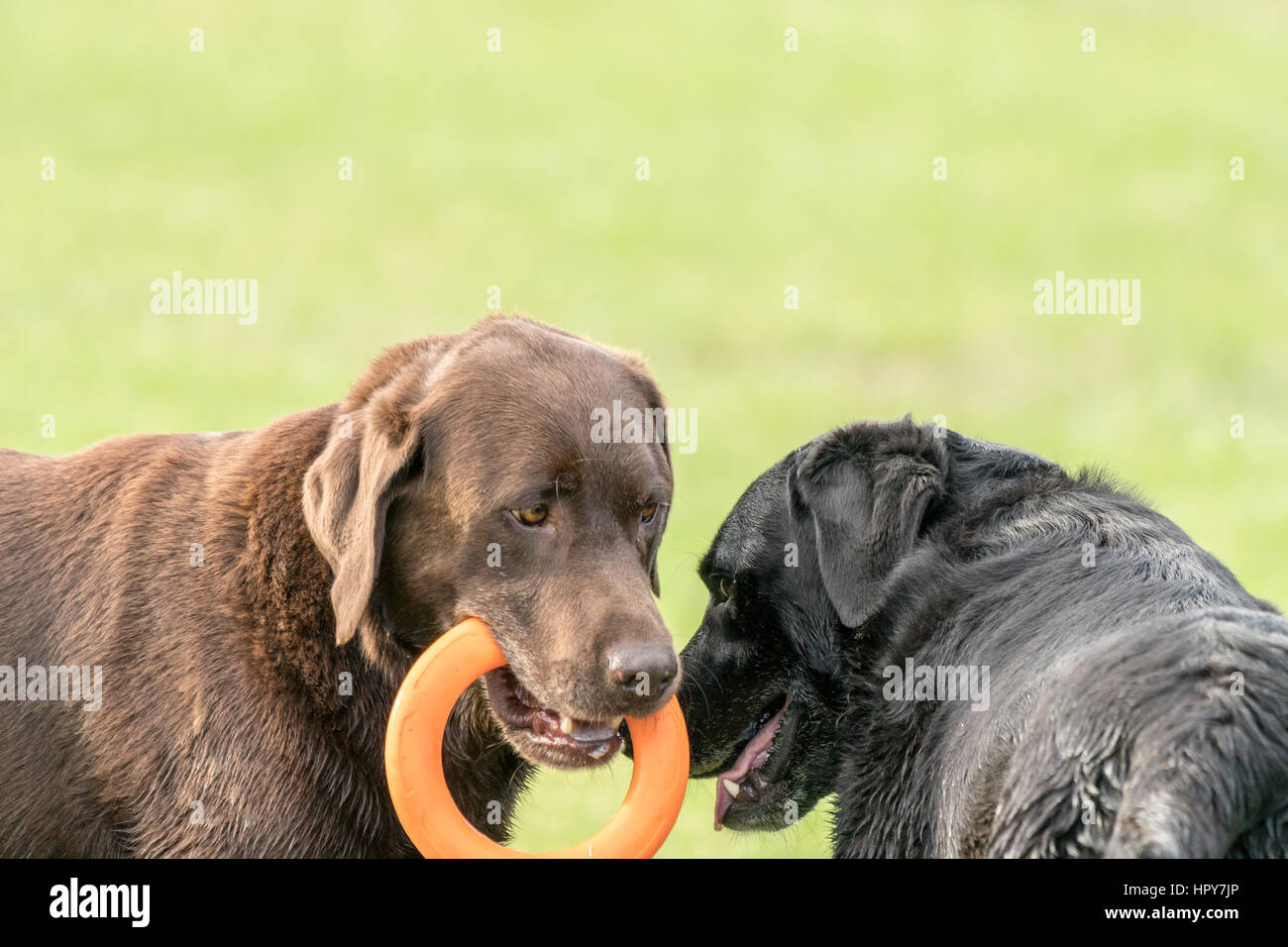 Zwei Labrador Retriever, eine schwarze, eine Schokolade spielen zusammen mit einer Runde orange Spielzeug mit einem grünen Hintergrund im Freien. Stockfoto