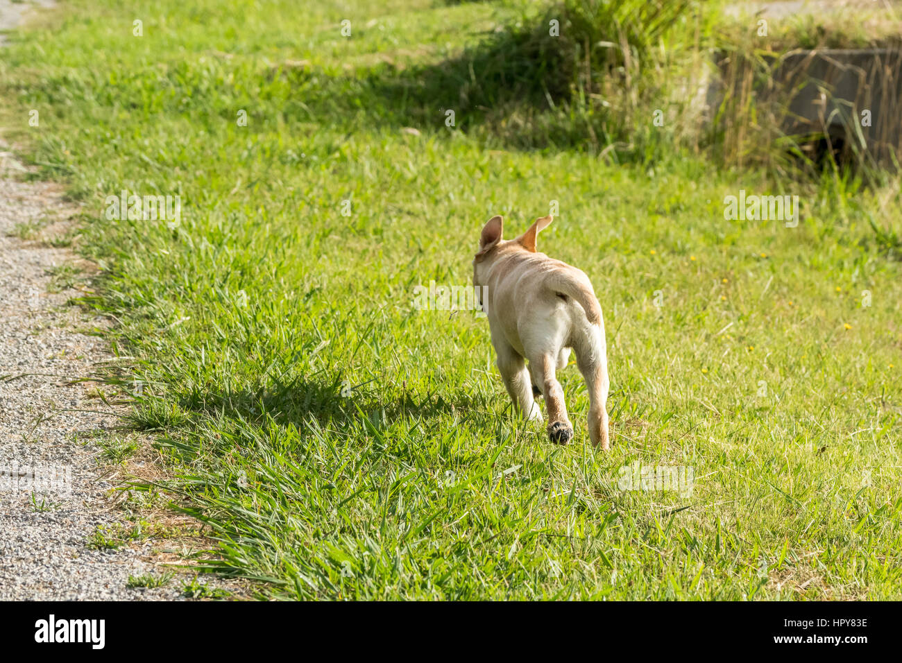 Ein junger Labrador Retriever Welpe rennt weg durch einen Park mit seinen Ohren fliegen. Stockfoto