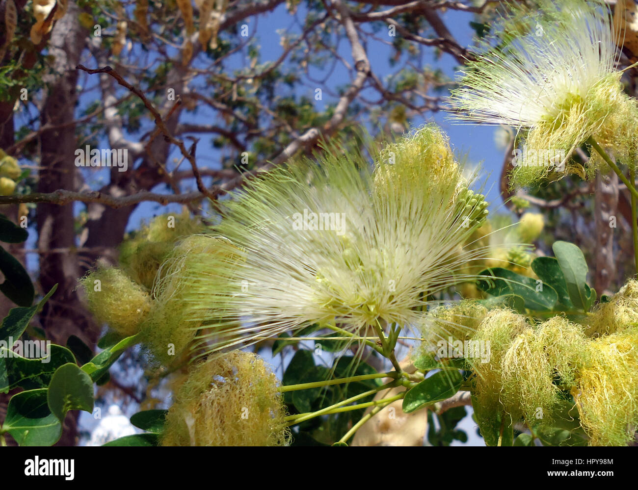 Mimosa-Blume Stockfoto