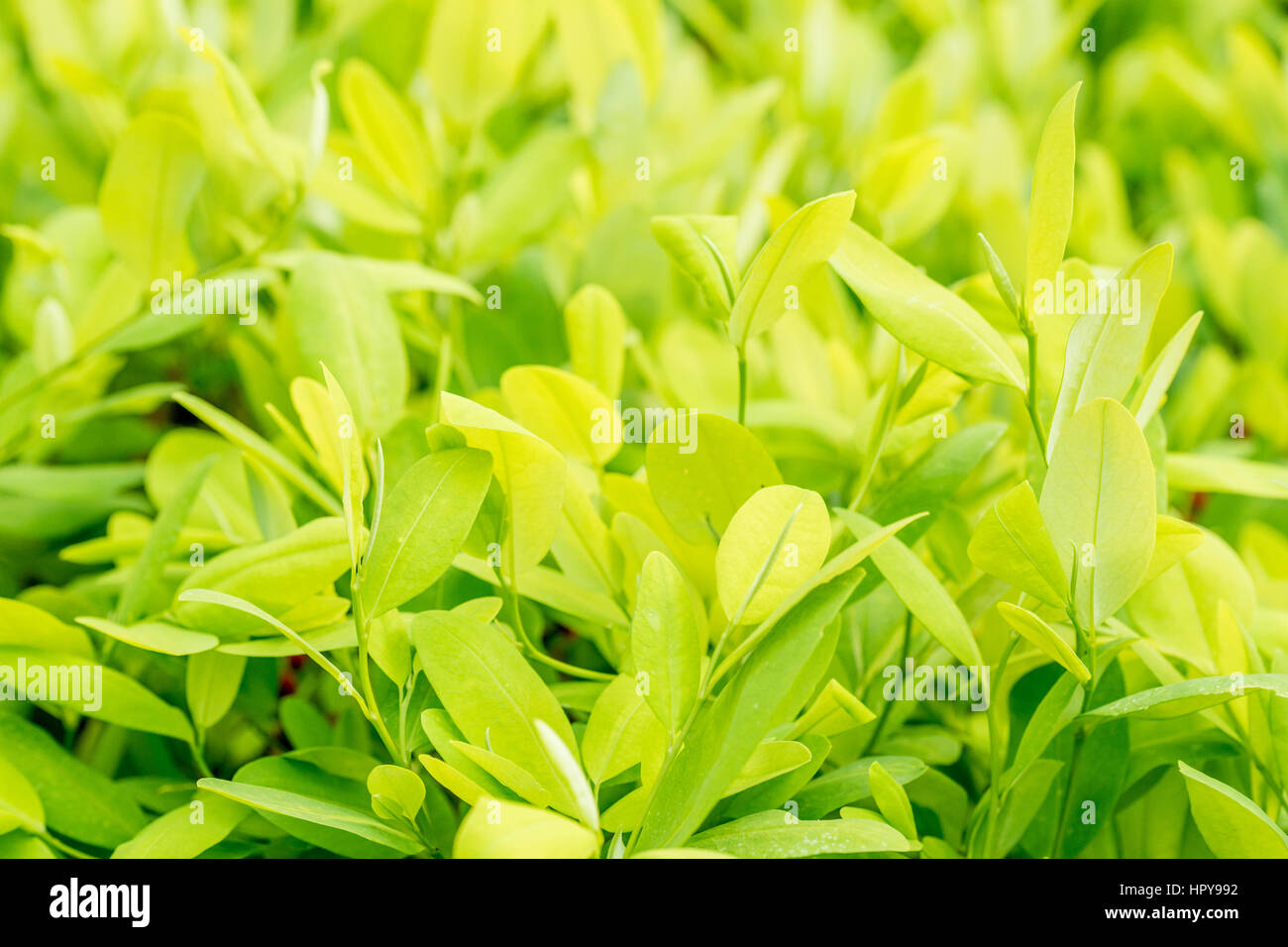 Coca Baum Erythroxylum Coca Stockfotos und bilder Kaufen Alamy