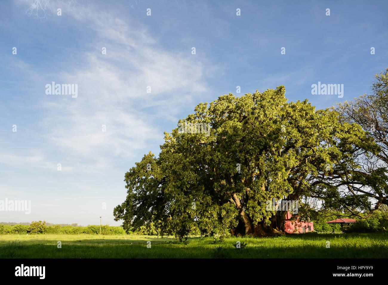 Ombù Baum in der Pampa-Feld Stockfoto