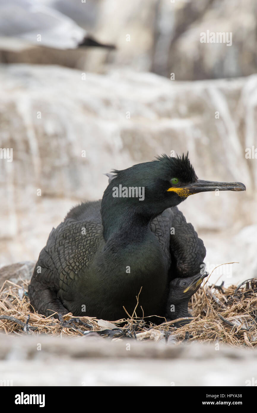 Ein Shag (Phalacrocorax Aristotelis) mit frisch geschlüpften Küken im Nest, Farne Islands, Northumberland, UK Stockfoto