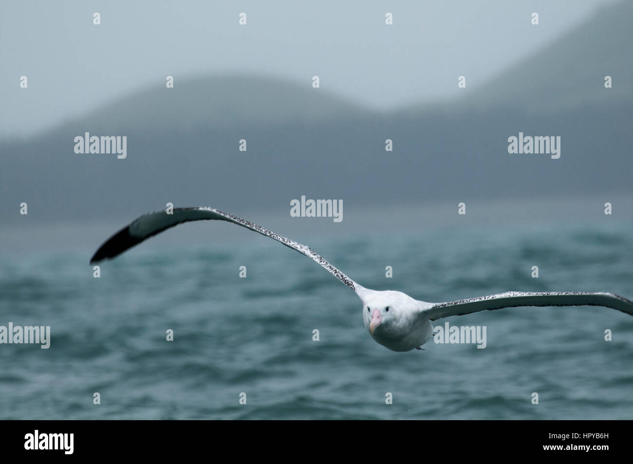 Wandering Albatros fliegen über die Wellen des Pazifischen Ozeans in der Nähe der Küste von Kaikoura in Neuseeland.  Ein Wanderalbatros Ehrung Über Den Wellen de Stockfoto