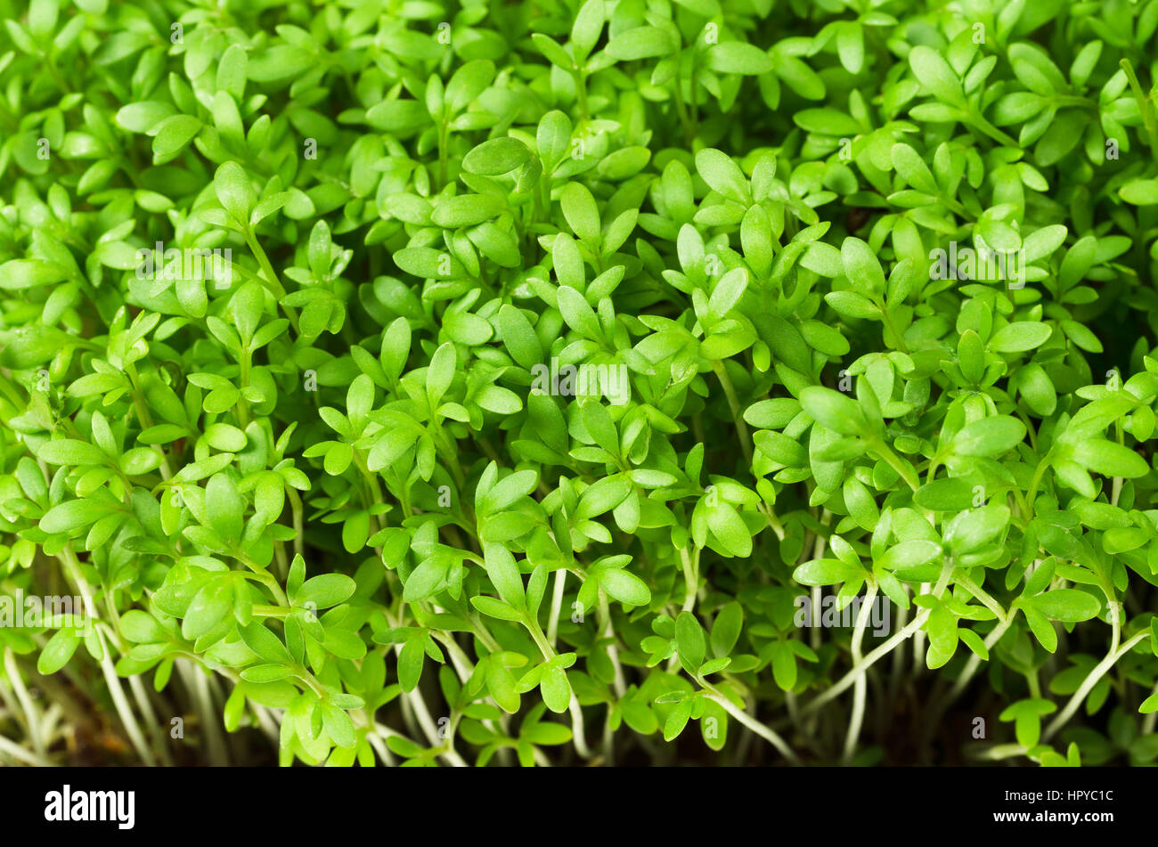 Gartenkresse, Jungpflanzen, Makro-Foto von oben. Lepidium Sativum, essbare Kräuter. Microgreen. Stockfoto