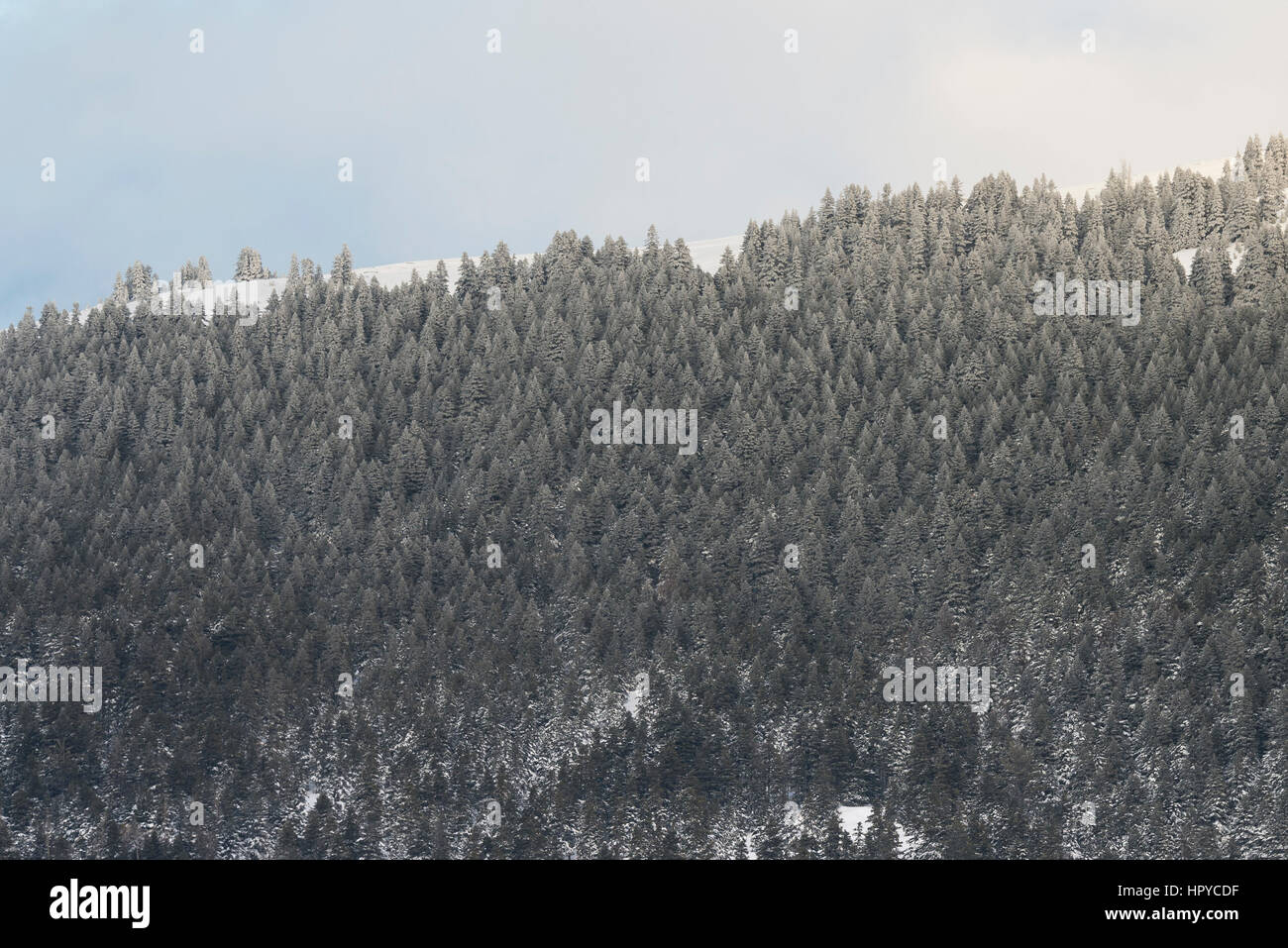 Pinien Bäumen Textur auf Berg. Stockfoto