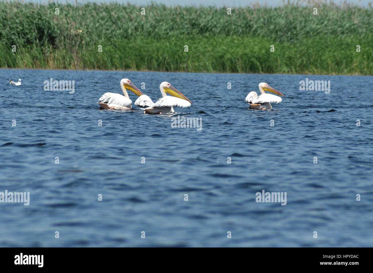 Großer Pelikan (Pelecanus Onocrotalus) auf der Wasser-Oberfläche, Donaudelta, Rumänien Stockfoto