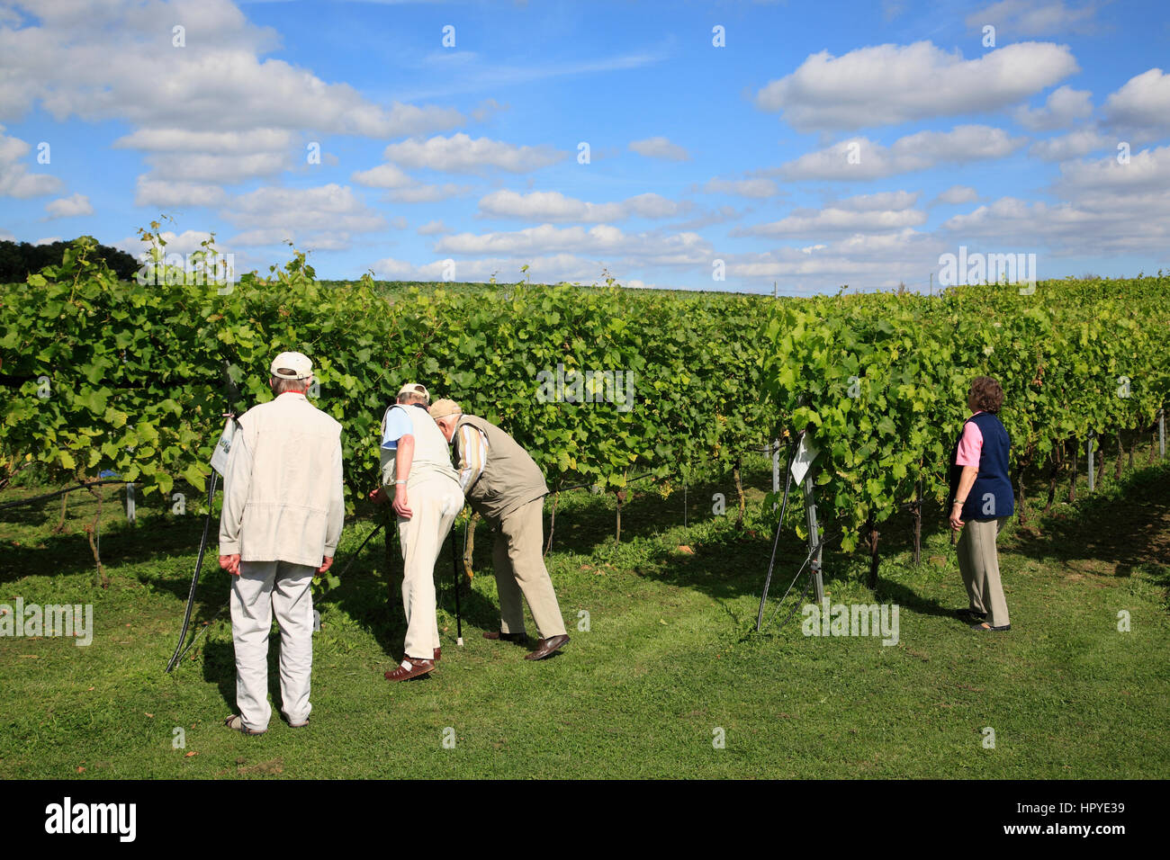 Weinanbau (Weinbau) und eine Führung durch den Weinberg Ingenhof in Malkwitz in der Nähe von Malente, Schleswig-Holstein, Deutschland Stockfoto
