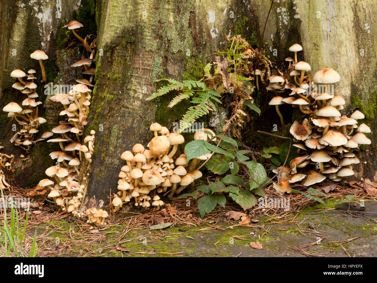 Um die Basis der Baumstumpf wachsende Hallimasch (Armillaria) Stockfoto