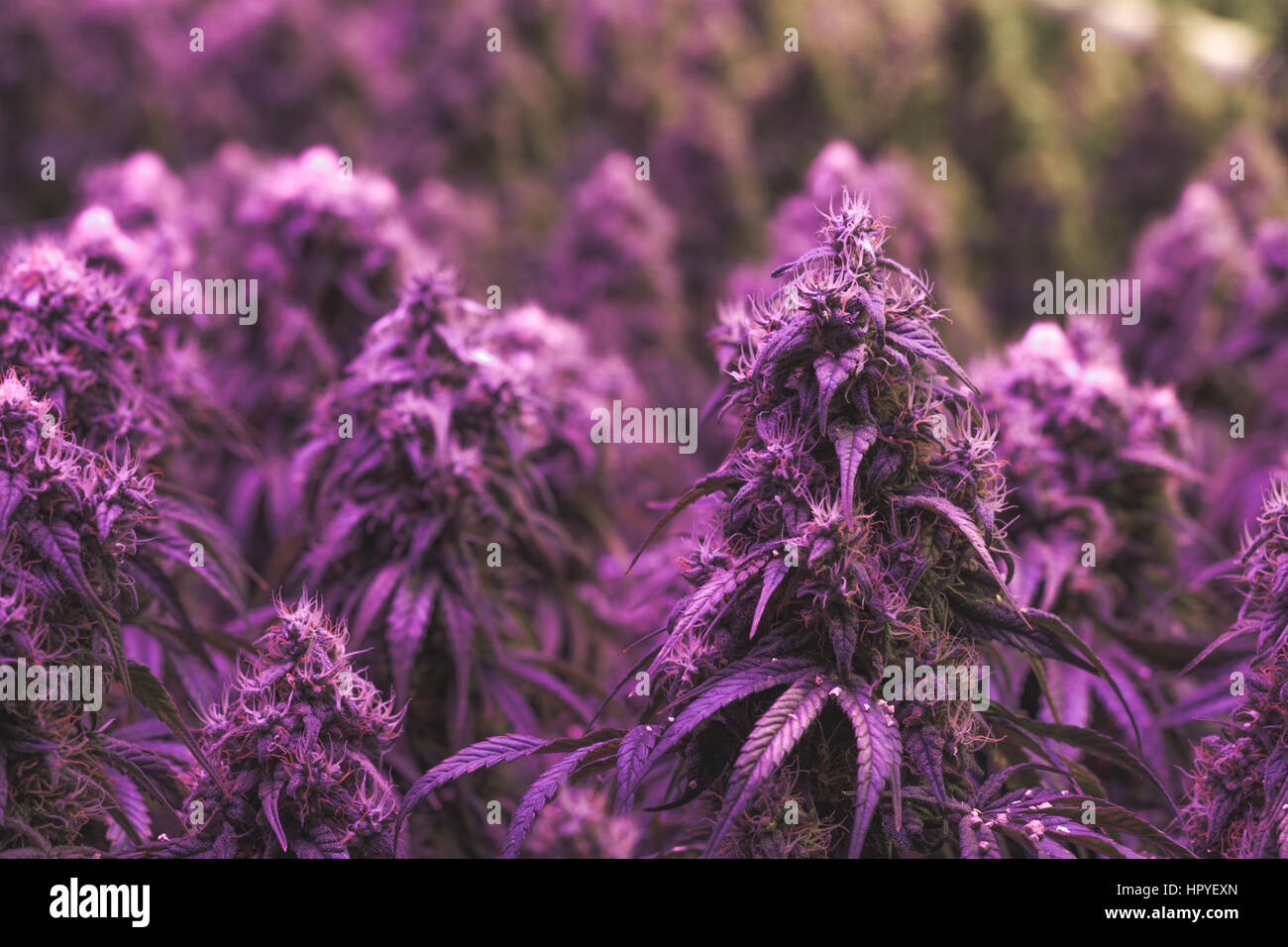 Grosse Violette Blute Legal Cannabis Knospen In Einem Indoor Marihuana Wachsen Anlage Stockfotografie Alamy