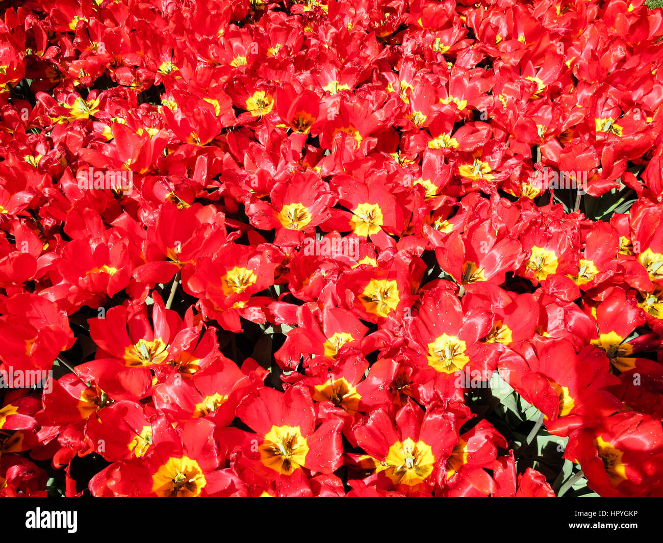 Tulpen blühen in Istanbul, Türkei. Stockfoto