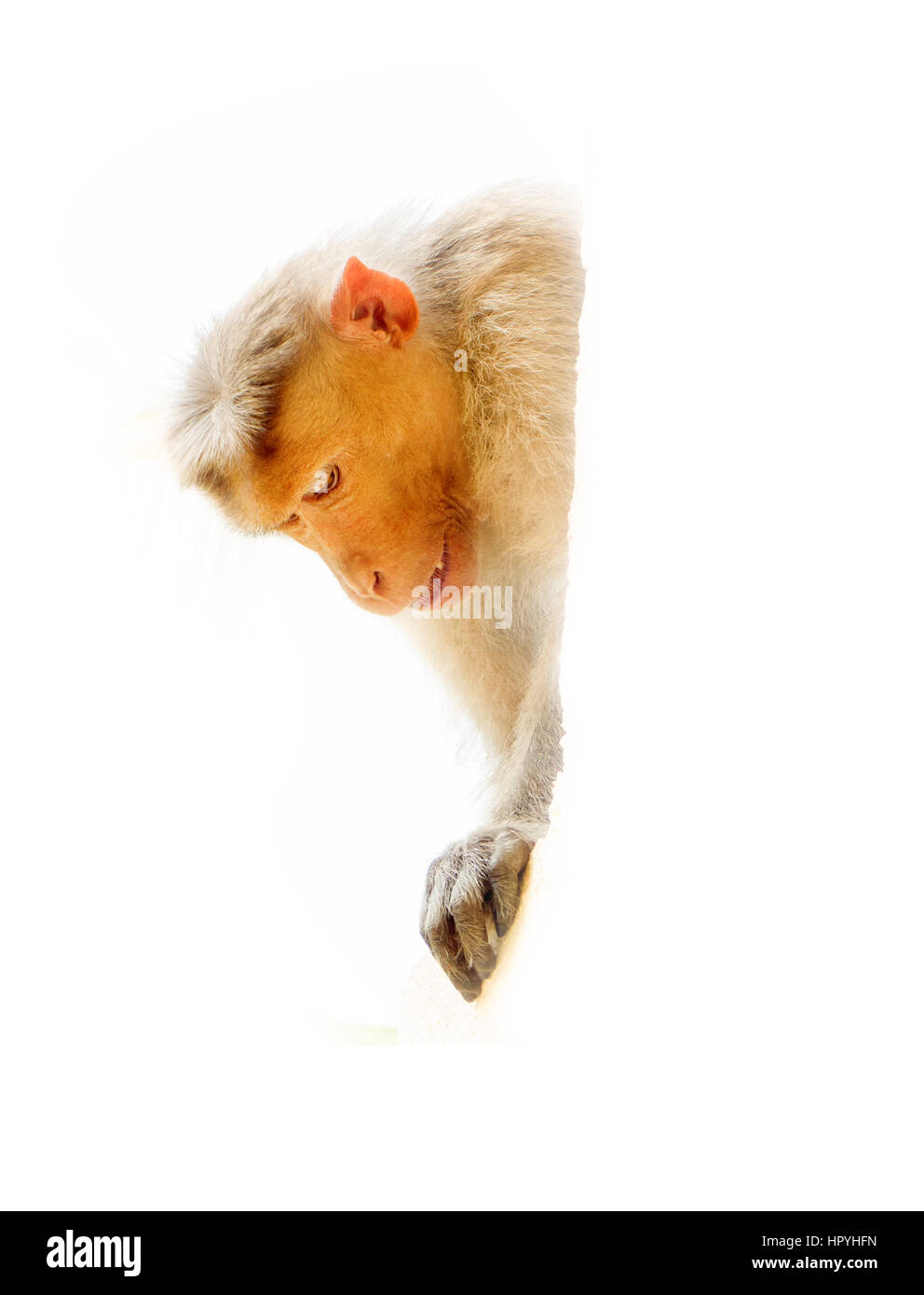 Was ist da unten? Neugierige Affe. Der Affe als Spiegel des Homo sapiens Stockfoto Was ist da unten? Neugierige Affe. Der Affe als Spiegel des Homo sapiens Stockfoto
