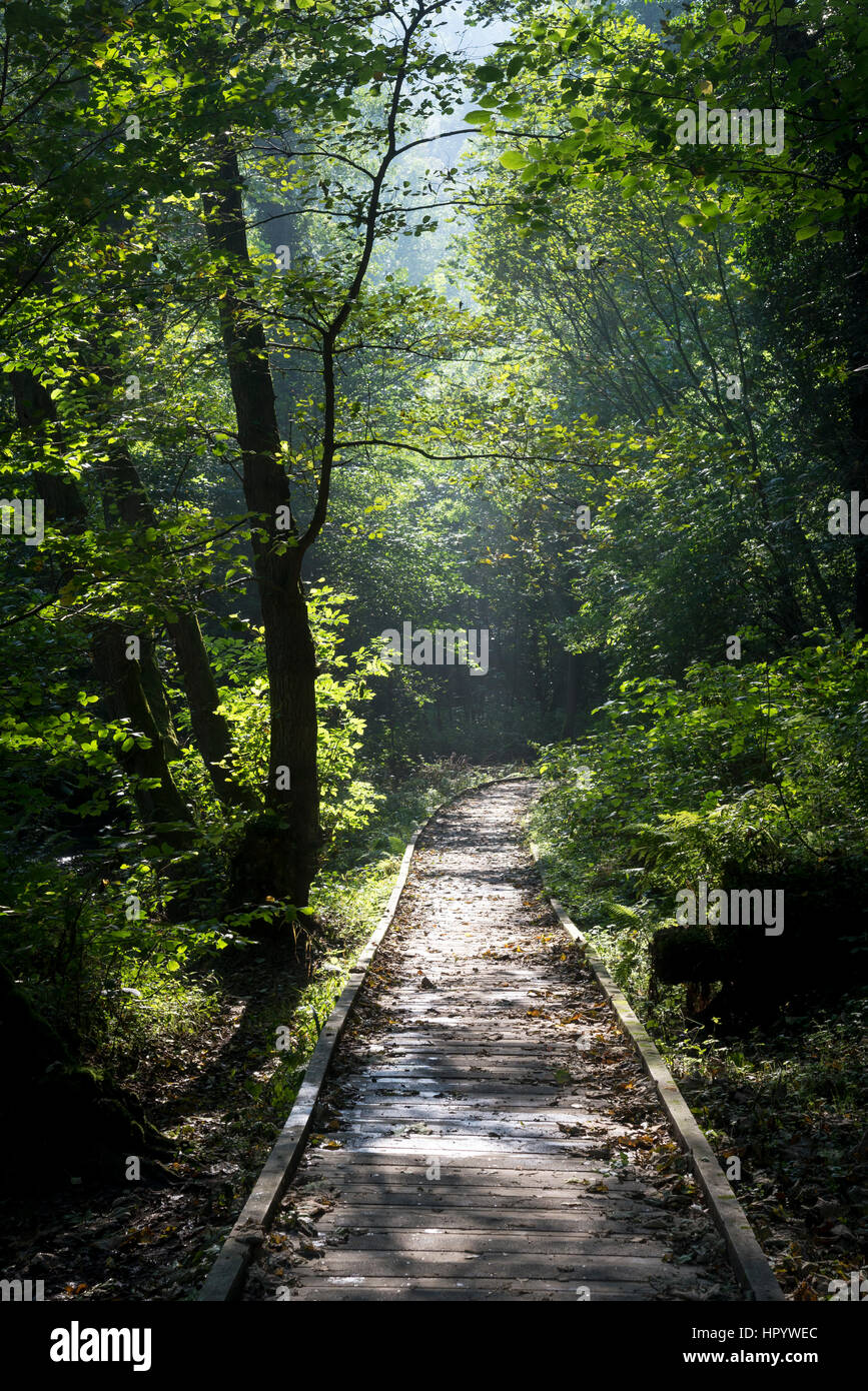 Holzsteg entlang des Flusses Derwent Valley Forge Wald in der Nähe von Scarborough, North Yorkshire. Eine schöne Wanderung von Sommer Grün umgeben. Stockfoto