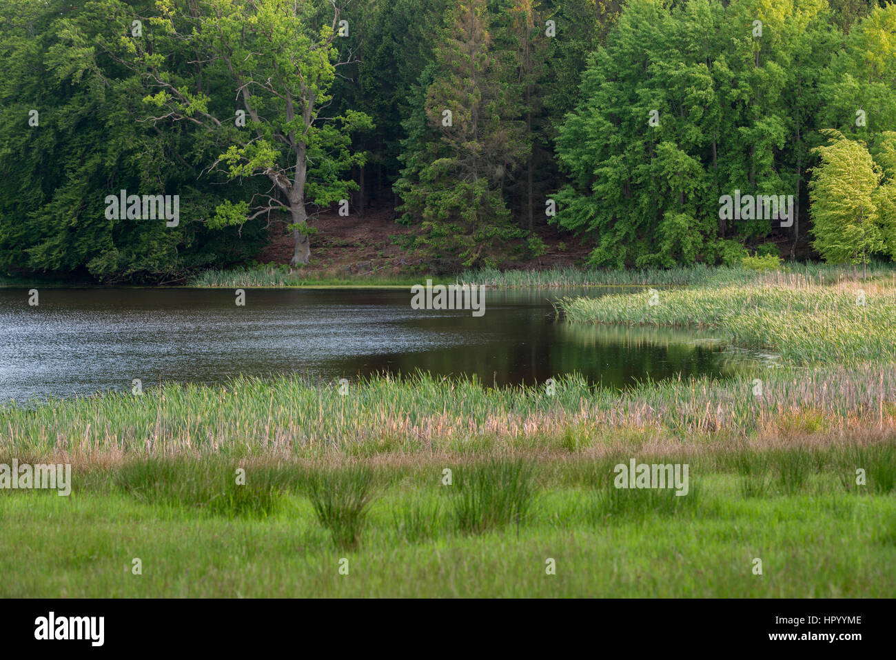 Freiwasser ist ein wichtiges Biotop im Wald Stockfoto