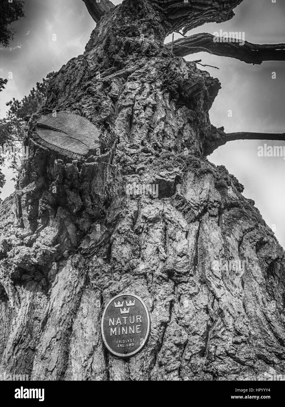 Gesetz geschützten Baum in Schweden Stockfoto