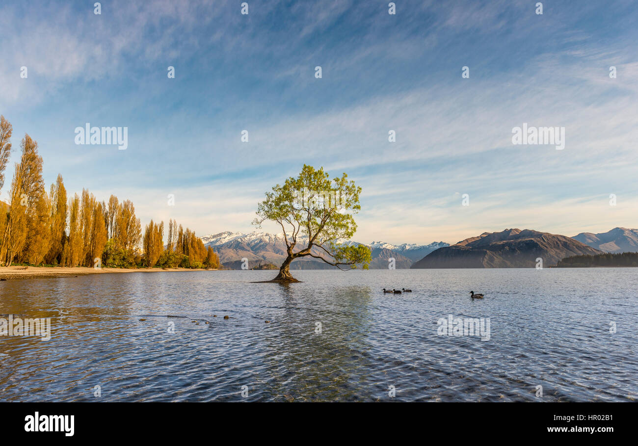 Einzigen Baum im Wasser, The Tree in Wanaka, Lake Wanaka, Roys Bay, Otago Southland, Neuseeland Stockfoto