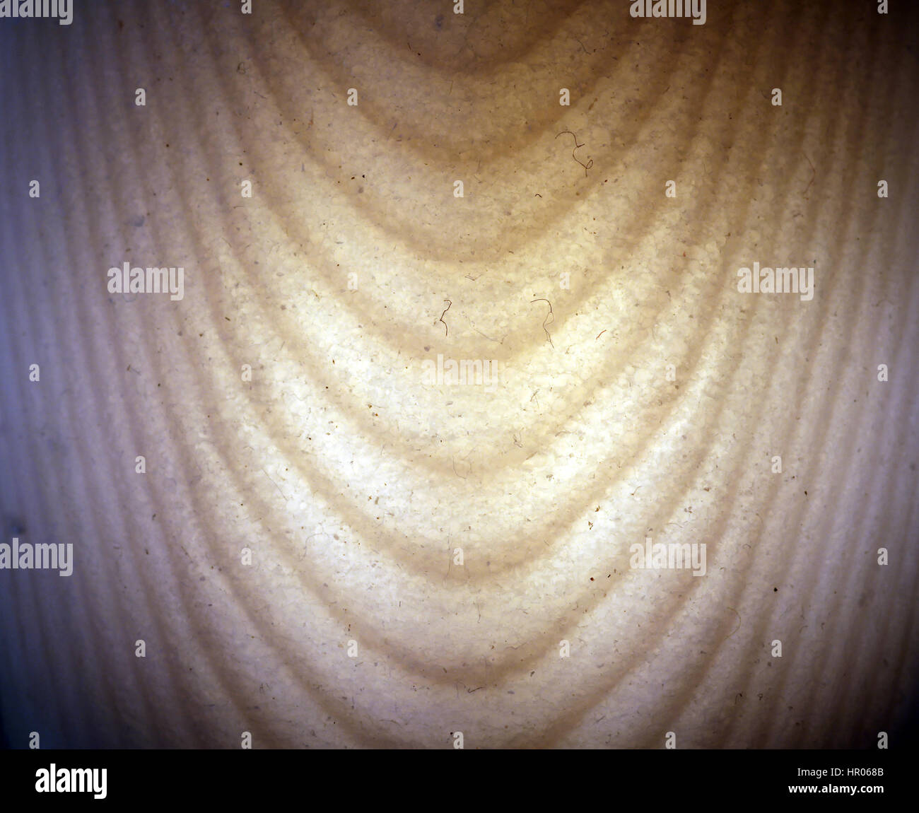 Sepiaschale Tintenfische Knochen Stockfoto