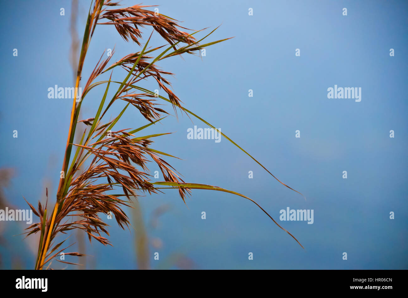 Hohe Gräser getrocknet Natur - Trockenrasen an einem warmen sonnigen Tag Stockfoto