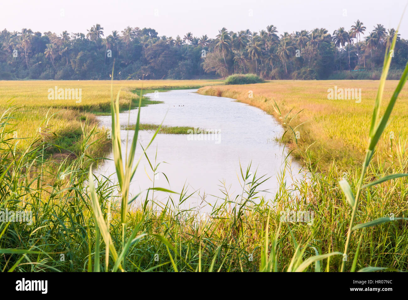 Reisfeld mit Flüsschen in Kerala, Indien Stockfoto