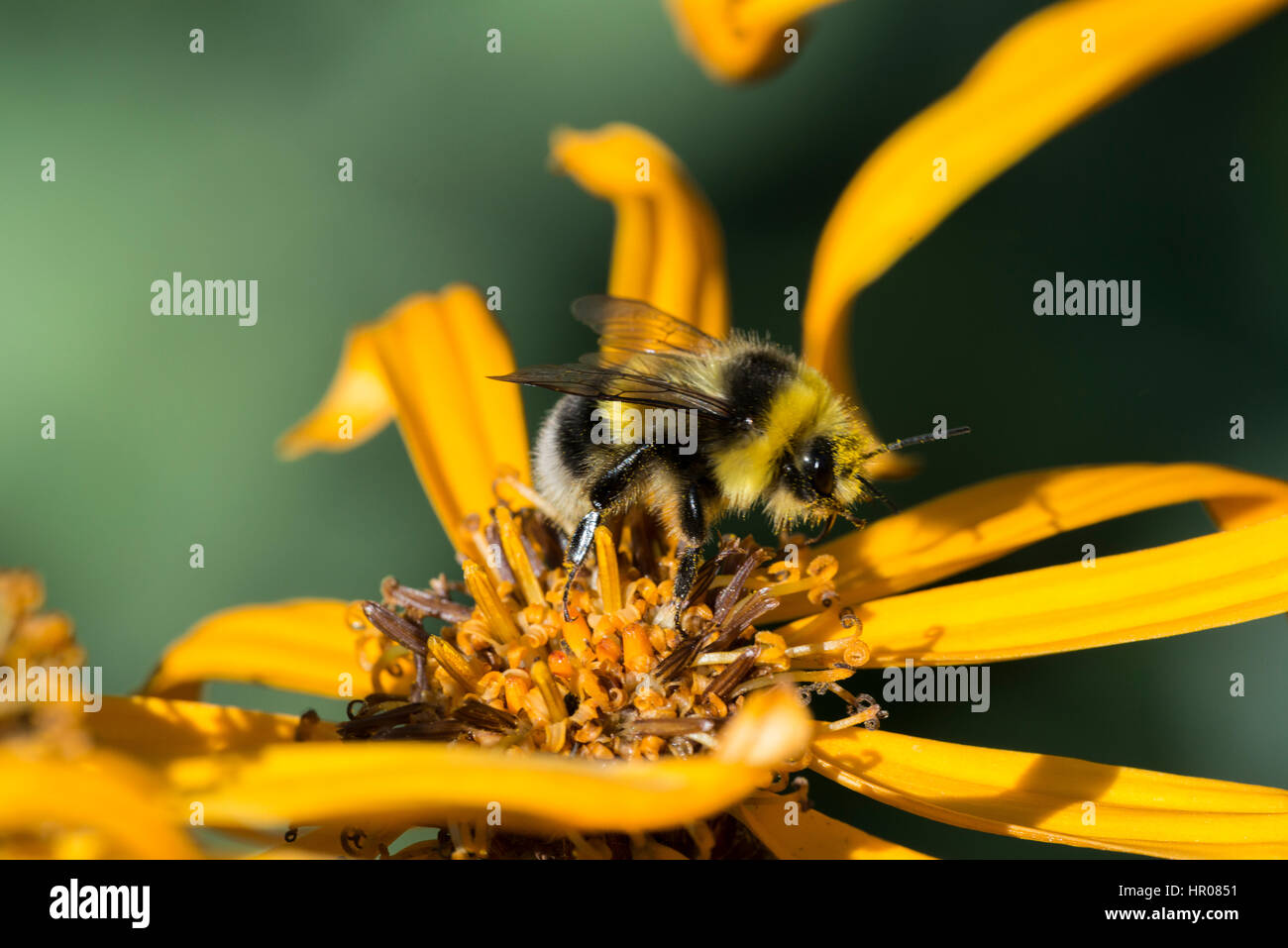 Heide Hummel (Bombus Jonellus) männlich auf Ligularia Stockfoto