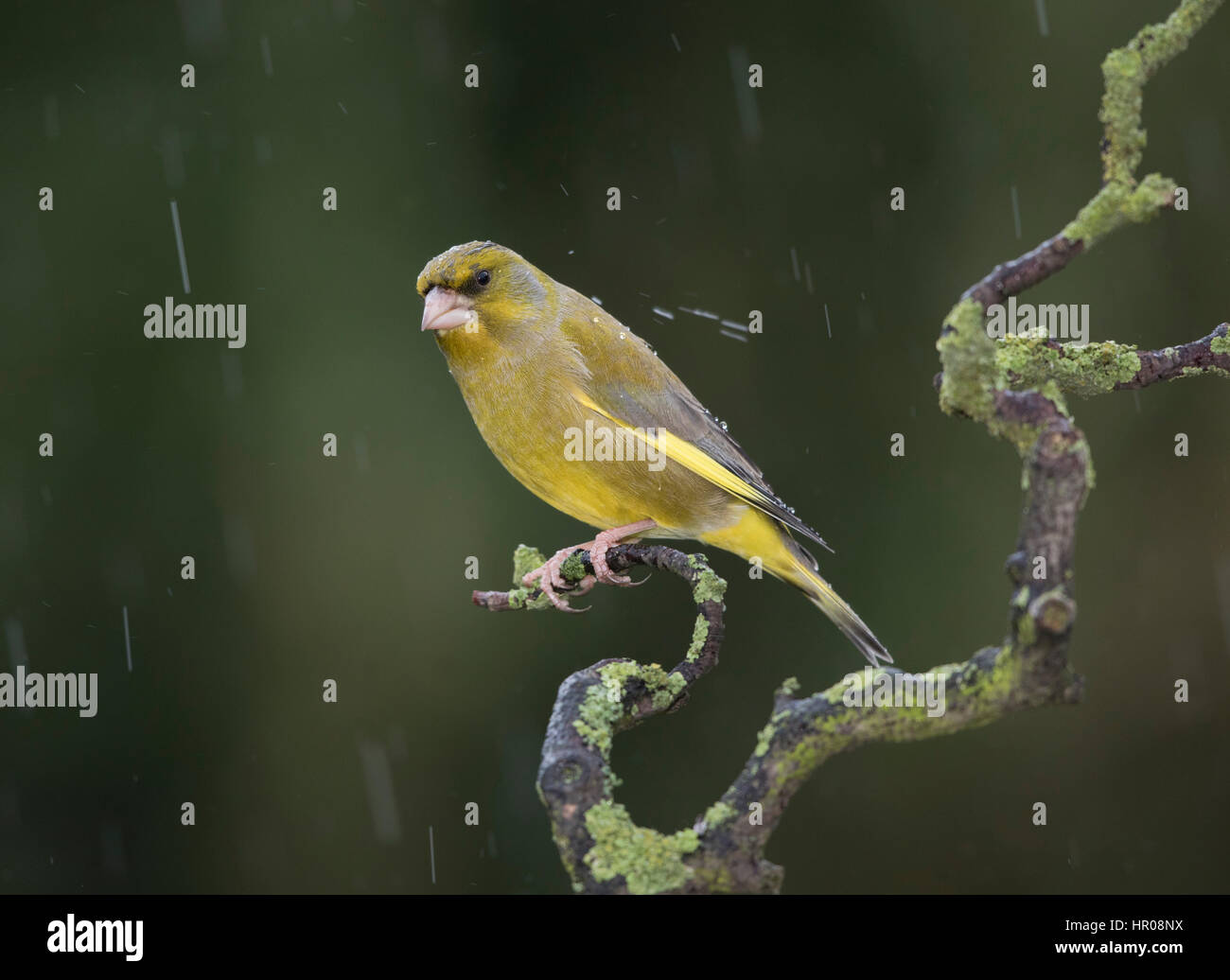 Grünfink (Zuchtjahr Chloris) mit Wasser auf den Kopf und zurück in den Regen, auf einen Zweig Flechten bedeckt, Mid Wales/Shropshire Grenzen, Winter 2017 Stockfoto