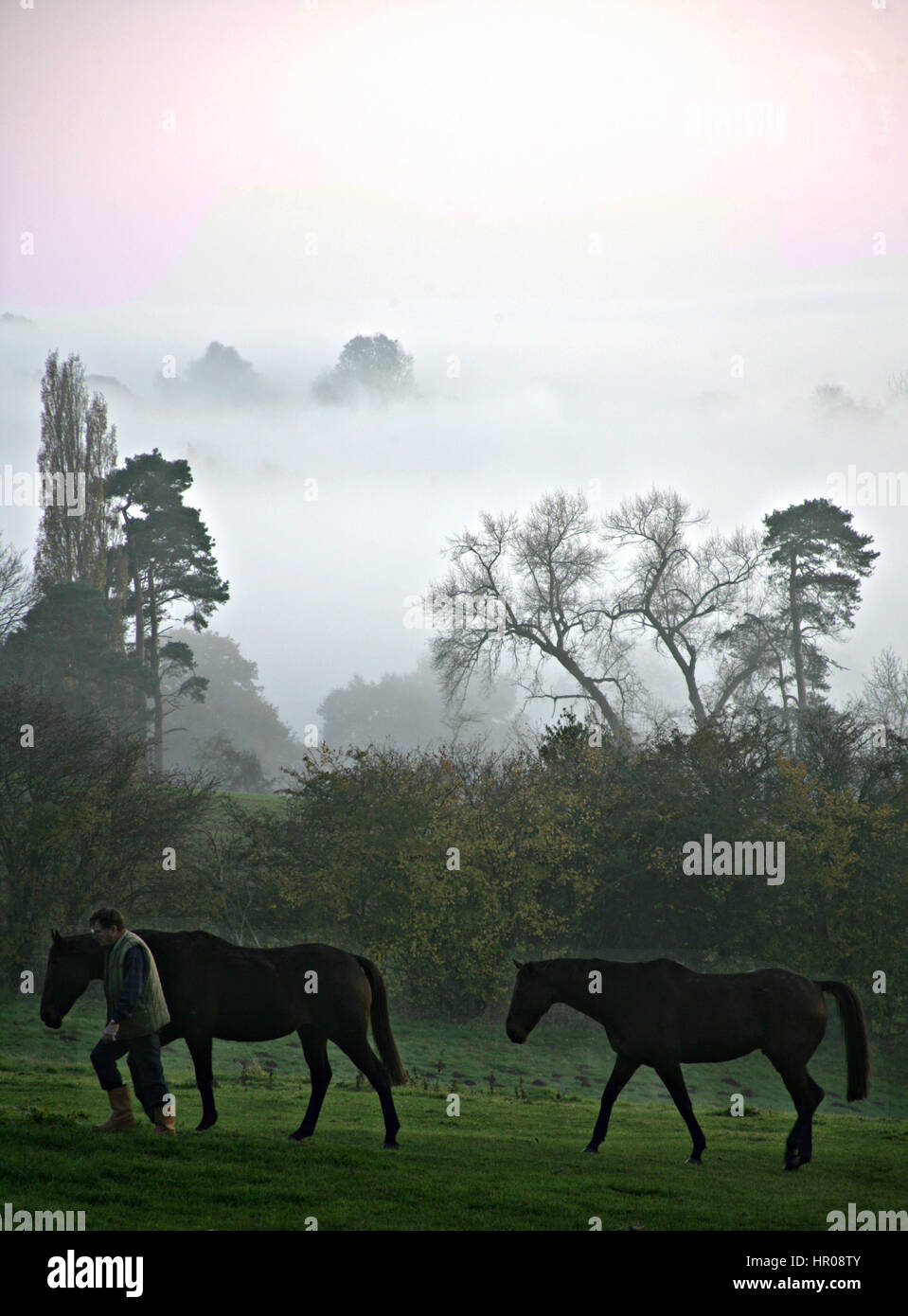 Bromyard . Pferde am Ende des Tages werden zum Stall geführt. Neblige, abendliche Szene. 'Graze End.' In der Nähe von Bromyard, Herefordshire. #AlamySilhouettes Stockfoto