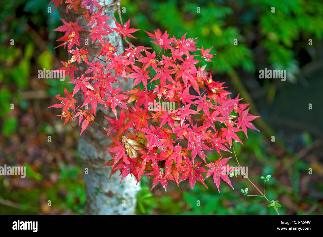 Rote japanische Ahorn Blätter im Herbst in Sekizan Zen-in-Tempel in Kyoto, Japan Stockfoto