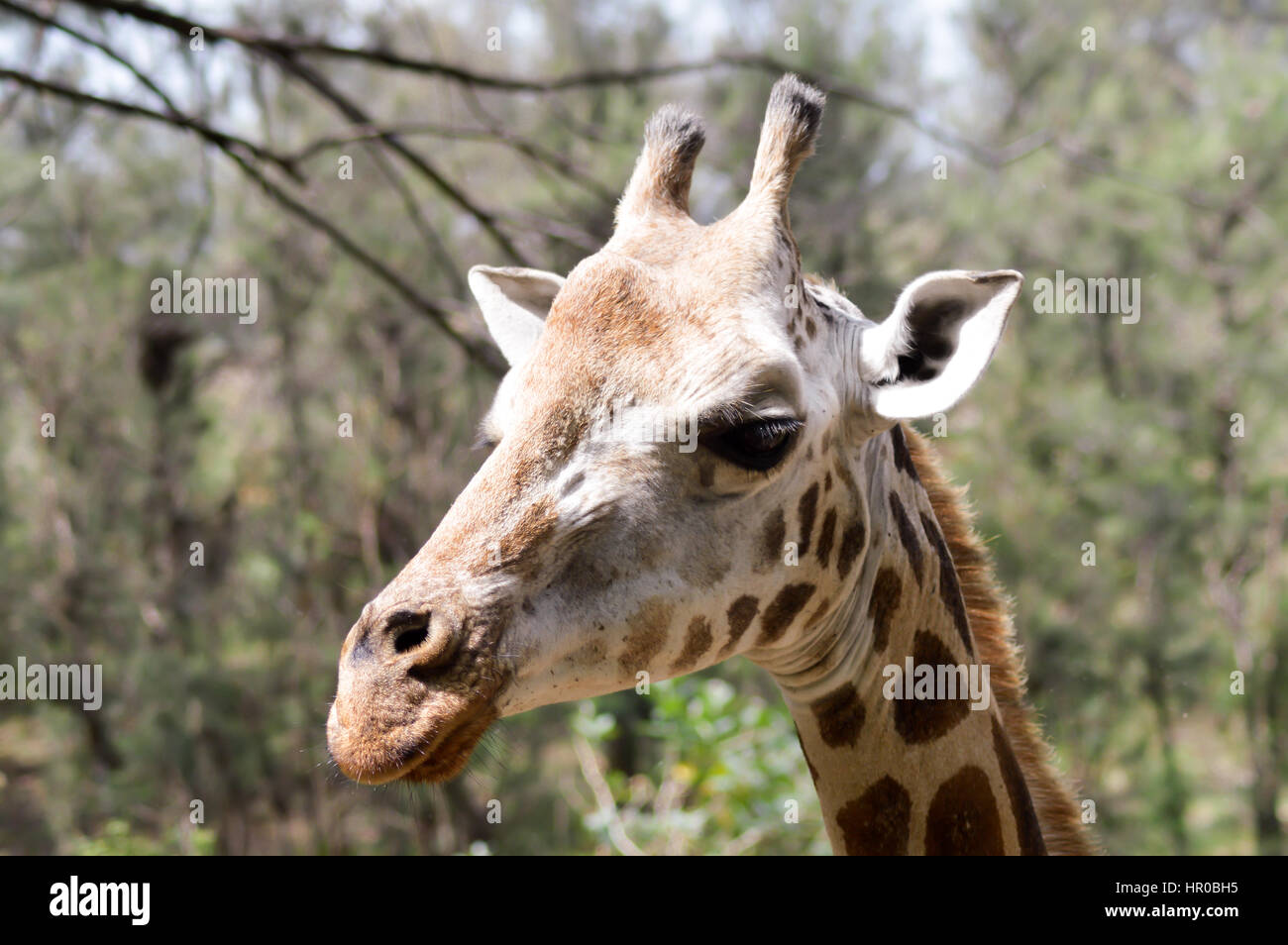 Giraffe Kopf in einem Park in Mombasa, Kenia Stockfoto