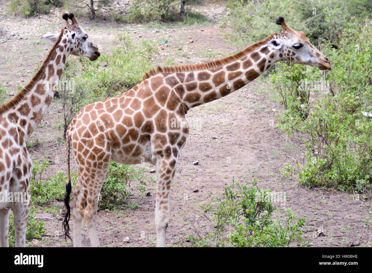 Zwei Giraffen in einem Park in Mombasa, Kenia Stockfoto
