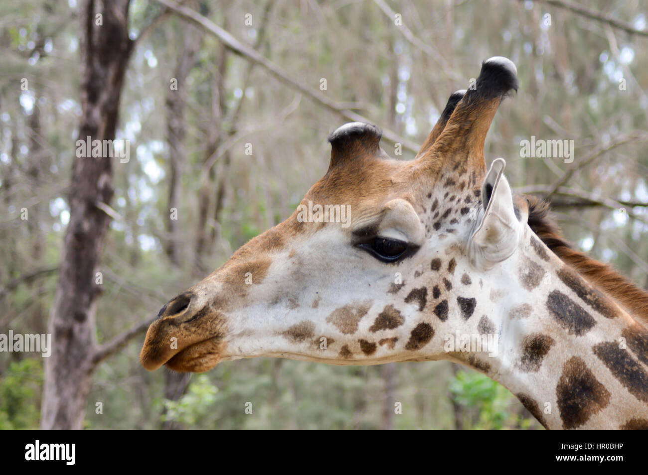 Leiter der Giraffen in einem Park in Mombasa, Kenia Stockfoto