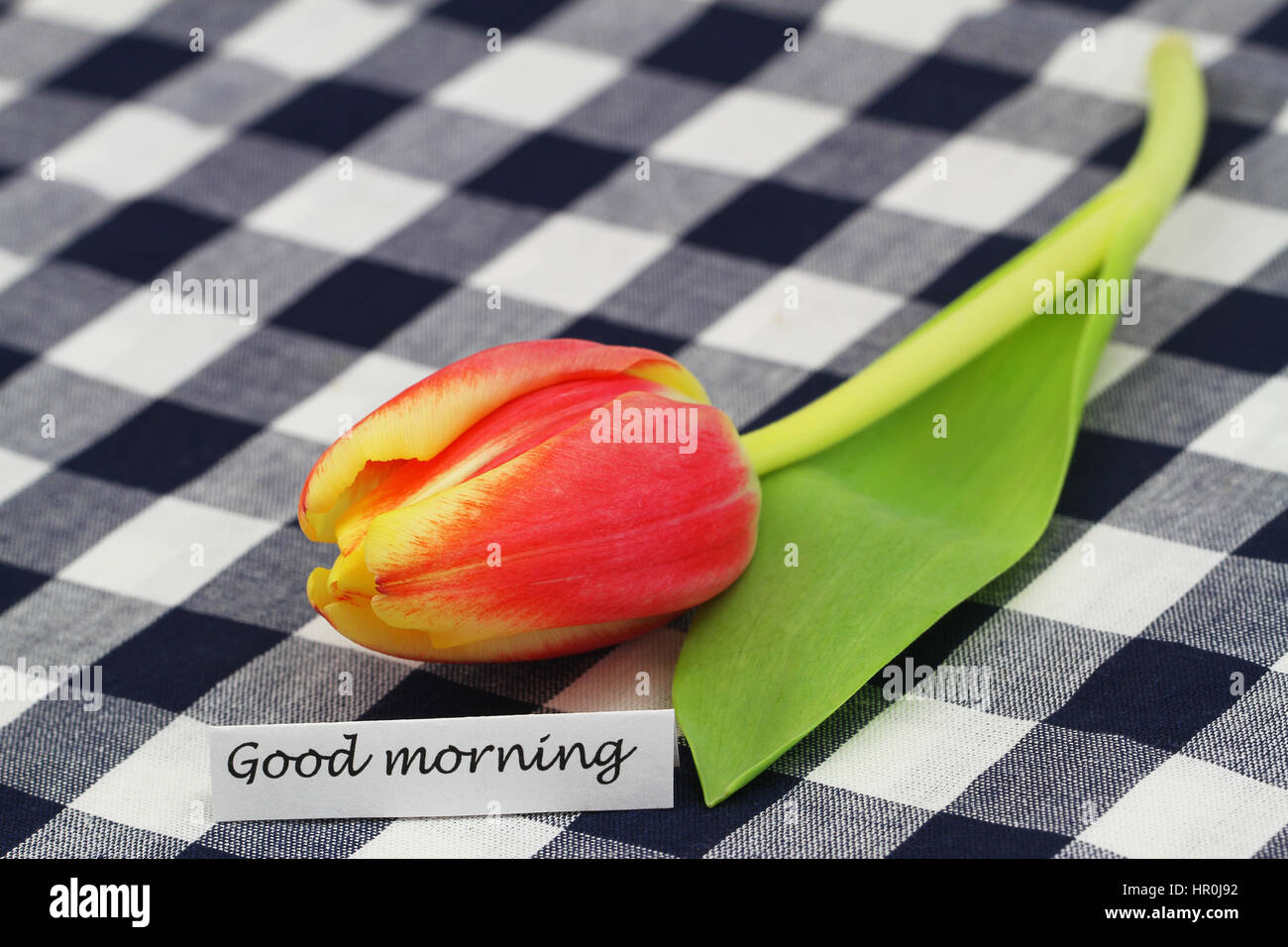 Guten Morgen Karte mit roten und gelben Tulpen auf karierten Stoff, Nahaufnahme Stockfoto