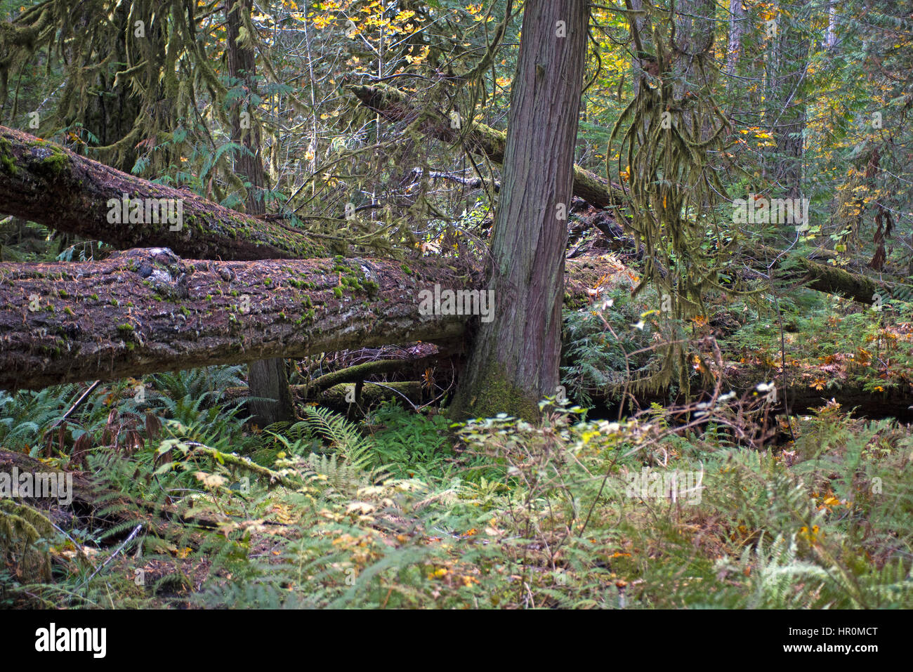 Im Herzen von Cathedral Grove Provincial Forest Park, Port Alberni - Parksville Highway, Vancouver Island. BC. Kanada. Stockfoto