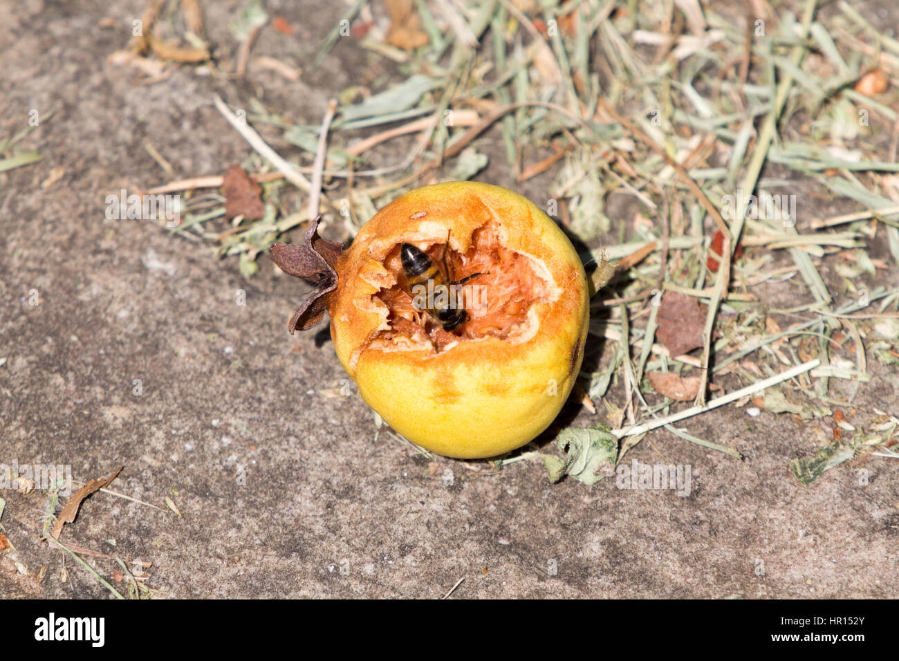Asuncion, Paraguay. Februar 2017. Honigbiene krabbelt in einer Guave-Frucht auf der Suche nach süßem Nektar, der zuvor von Vögeln gespickt wurde, wird am sonnigen Morgen in Asuncion, Paraguay, gesehen. Anm.: Andre M. Chang/Alamy Live News Stockfoto