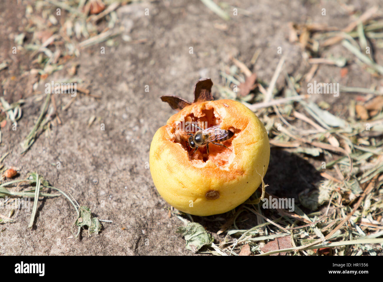 Asuncion, Paraguay. Februar 2017. Honigbiene krabbelt in einer Guave-Frucht auf der Suche nach süßem Nektar, der zuvor von Vögeln gespickt wurde, wird am sonnigen Morgen in Asuncion, Paraguay, gesehen. Anm.: Andre M. Chang/Alamy Live News Stockfoto