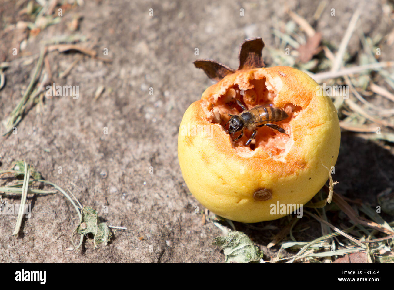 Asuncion, Paraguay. 26. Februar 2017. Honig Biene Krähen im Inneren eine Guave-Frucht auf der Suche nach süßen Nektar, die Frucht war zuvor von Vogel pickte, gilt während der sonnigen Morgen in Asuncion, Paraguay. Bildnachweis: Andre M. Chang/ARDUOPRESS/Alamy Live-Nachrichten Stockfoto